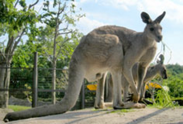 金沢動物園