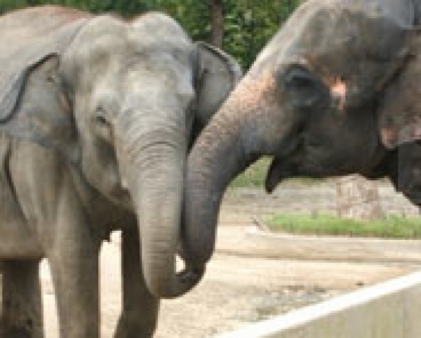 よこはま動物園　ズーラシア